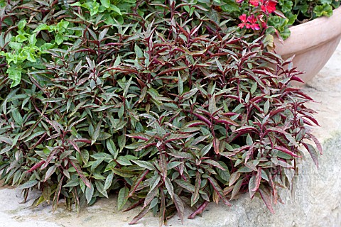 ALTERNANTHERA_FICOIDEA_RED_THREADS