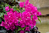 BOUGAINVILLEA DEEP PINK