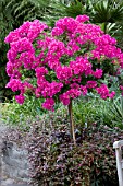 BOUGAINVILLEA PINK STD