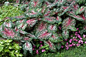 CALADIUM CALYPSO