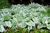 CALADIUM CANDIDUM