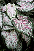 CALADIUM CANDYLAND