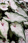 CALADIUM MT. EVEREST