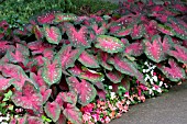 CALADIUM RED FLASH