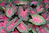 CALADIUM RED FLASH