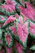 CALADIUM ROSEGLOW