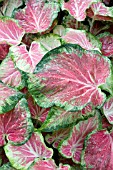 CALADIUM STARBURST