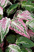 CALADIUM THAI BEAUTY