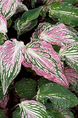 CALADIUM_THAI_BEAUTY