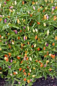 CAPSICUM ANNUUM GARDA TRICOLOR