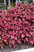 COLEUS BIG RED JUDY