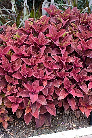 COLEUS_BIG_RED_JUDY