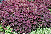 COLEUS FLORIDA SUN MAICANOPY