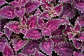 COLEUS FLORIDA SUN MAICANOPY