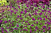 GOMPHRENA GLOBOSA ALL AROUND PURPLE