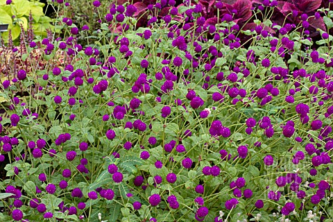 GOMPHRENA_GLOBOSA_ALL_AROUND_PURPLE