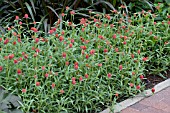 GOMPHRENA STRAWBERRY FIELDS