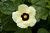 HIBISCUS CALYPHYLLUS COLES GOLD