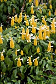 PACHYSTACHYS LUTEA