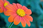 TITHONIA ROTUNDIFOLIA