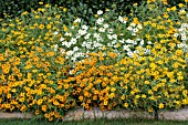 ZINNIA ANGUSTIFOLIA MIX