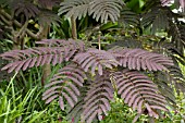 ALBIZIA JULIBRISSIN SUMMER CHOCOLATE