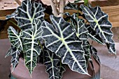 ALOCASIA AMAZONICA