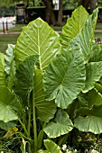 ALOCASIA MACRORHIZA