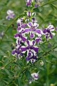 ANGELONIA ANGEL MIST PURPLE STRIPE