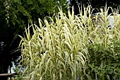 ARUNDO DONAX VARIEGATA