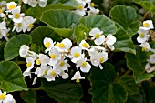 BEGONIA SEMPERVIRENS STARA GREEN/WHITE