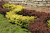 BERBERIS CRIMSON PYGMY AND GOLD NUGGET