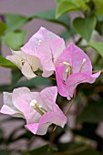 BOUGAINVILLEA IMPERIAL DELIGHT