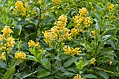 CESTRUM PARQUI YELLOW