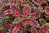 COLEUS FLORIDA CITY MICANOPY