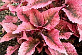 COLEUS MARIPOSA