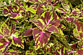 COLEUS SPLISH SPLASH