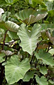 COLOCASIA HAWAIIAN EYE