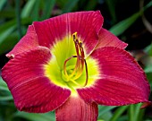 HEMEROCALLIS SCARLET ORBIT