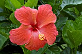 HIBISCUS ROSA-SINENSIS PRESIDENT