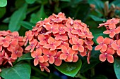 IXORA COCCINEA MAUI RED