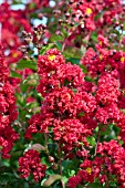 LAGERSTROEMIA RED ROCKET