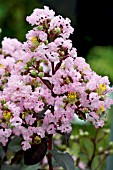 LAGERSTROEMIA WHITVIII RHAPSODY IN PINK