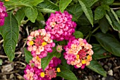 LANTANA LANDMARK SUNRISE ROSE