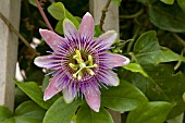 PASSIFLORA ALATOCAERULEA