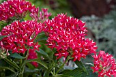 PENTAS LANCEOLATA GRAFFITI RED