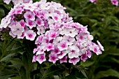 PHLOX PANICULATA JOHN FANICK