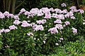 PHLOX PANICULATA JOHN FANICK