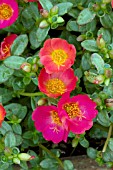 PORTULACA OLERACEA TOUCAN SCARLET SHADES