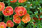 PORTULACA OLERACEA YUBI SUMMER JOY WINE RED